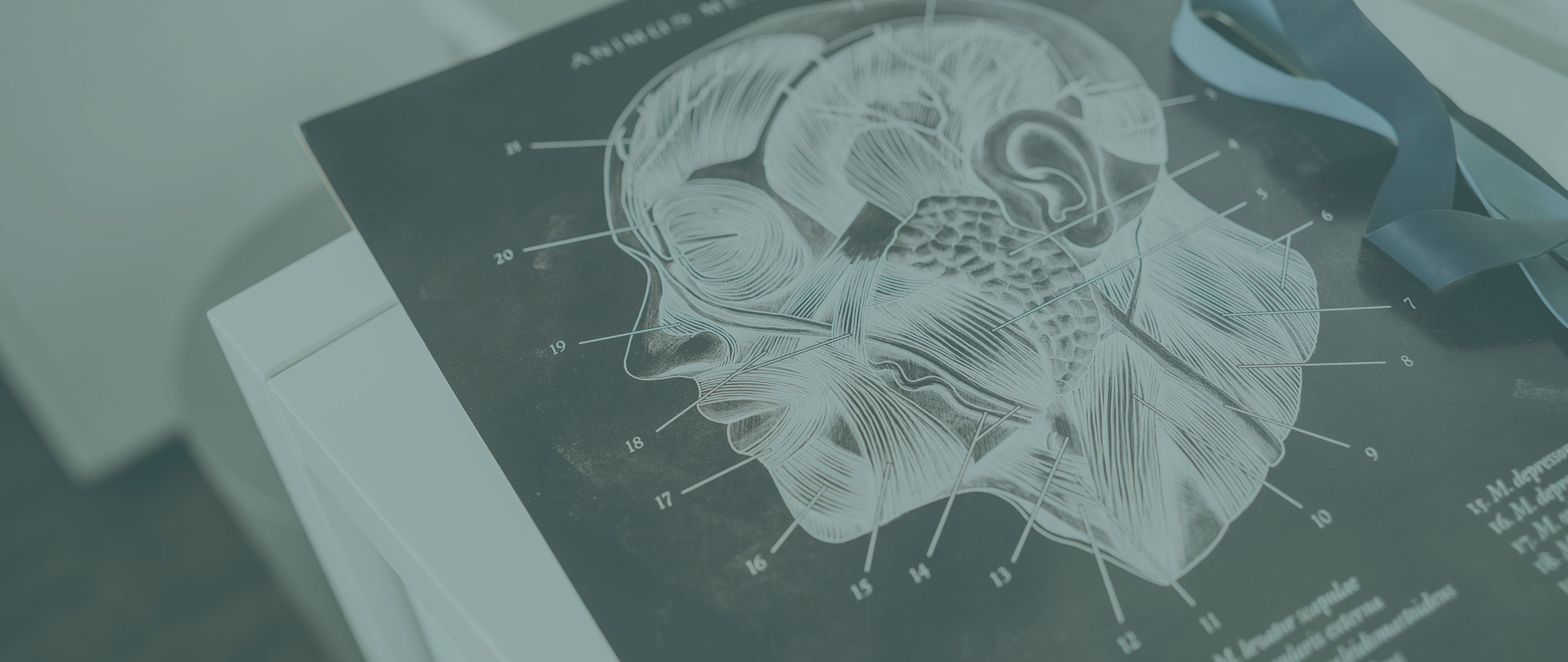 Anatomische Darstellung der Gesichts- und Schluckmuskulatur in der Logopädie